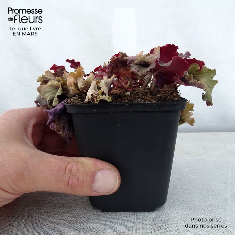 Spécimen de Heuchère - Heuchera Peach Crisp Godet de 9cm tel que livré au printemps