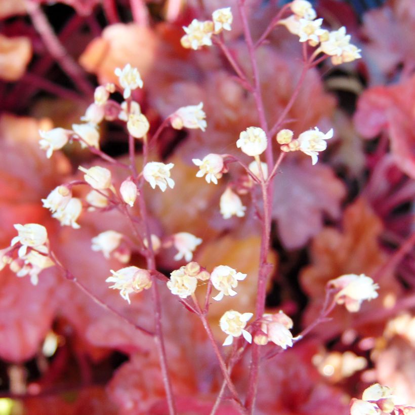 Heuchère - Heuchera Peach flambé (Floraison)