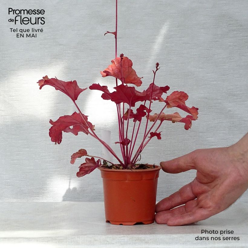 Spécimen de Heuchère - Heuchera Peach flambé Godet de 9cm tel que livré au printemps