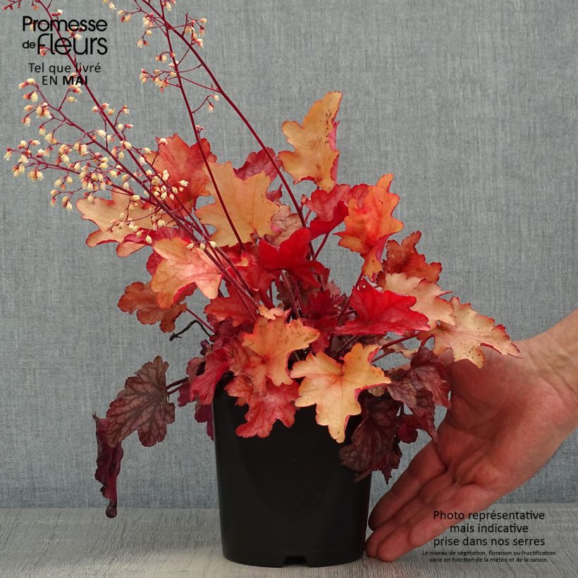 Spécimen de Heuchère - Heuchera Peach flambé Pot de 1.5L/2L tel que livré au printemps