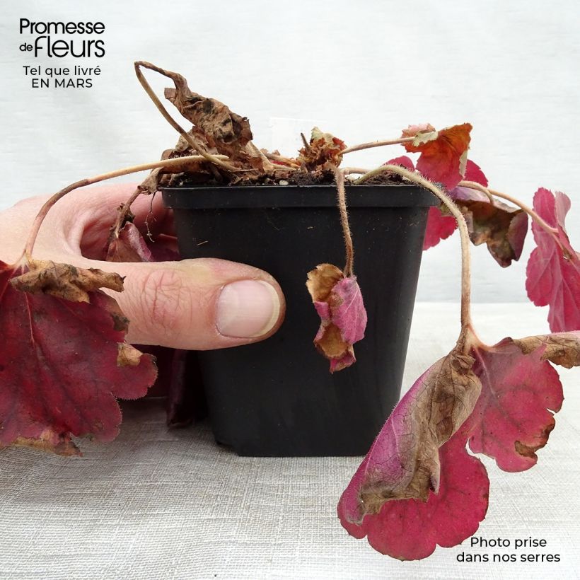 Spécimen de Heuchère - Heuchera Pink Pearls Godet de 9cm tel que livré au printemps