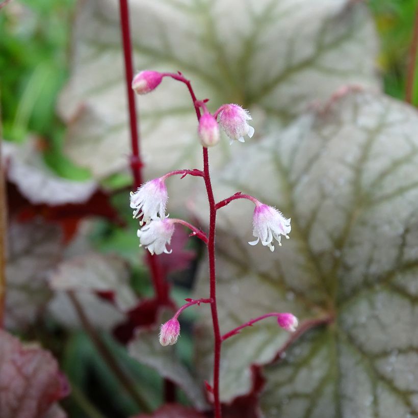 Heuchère - Heuchera Pinot Gris (Floraison)