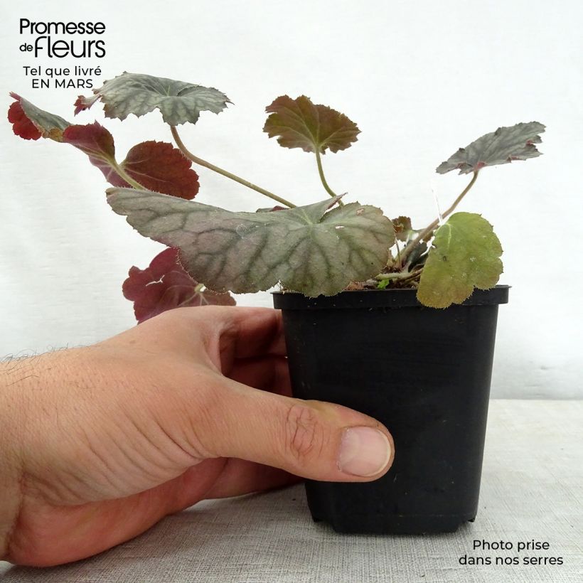 Spécimen de Heuchère - Heuchera Pinot Noir tel que livré au printemps