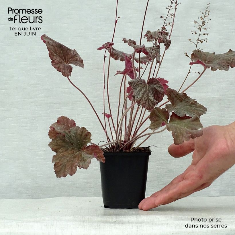Spécimen de Heuchère - Heuchera Pinot Noir Godet de 8/9 cm tel que livré en été