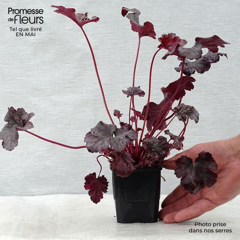Spécimen de Heuchère, Heuchera Plum Pudding Godet de 9cm tel que livré au printemps