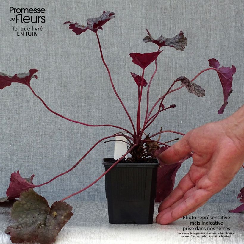 Spécimen de Heuchère, Heuchera Plum Pudding Godet de 8/9 cm tel que livré en été