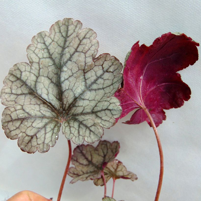 Heuchère - Heuchera Prince of Silver (Feuillage)