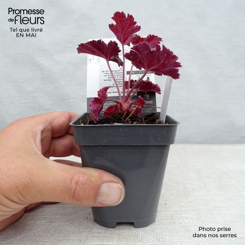 Spécimen de Heuchère - Heuchera Purple Petticoats Godet de 9cm tel que livré au printemps