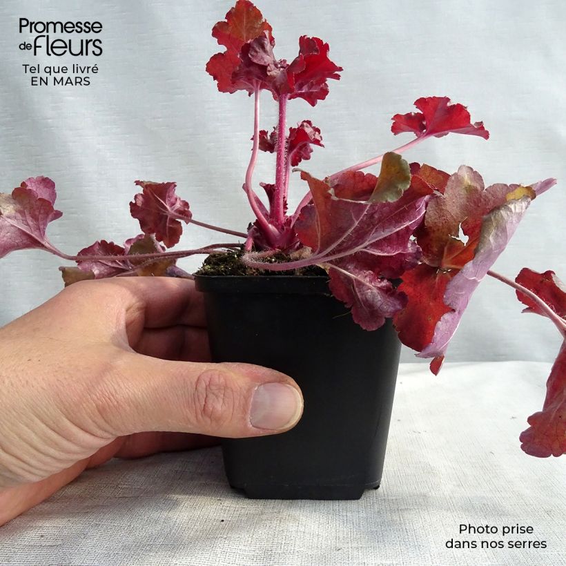 Spécimen de Heuchère - Heuchera Red Sea® tel que livré en hiver