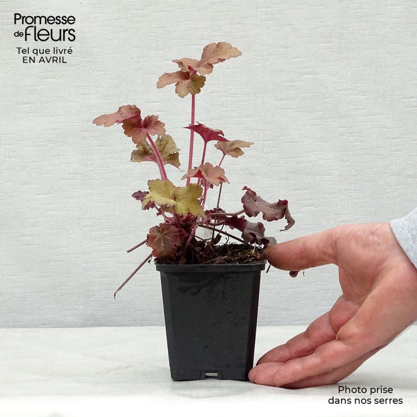 Spécimen de Heuchère - Heuchera Red Sea® Godet de 9cm tel que livré au printemps