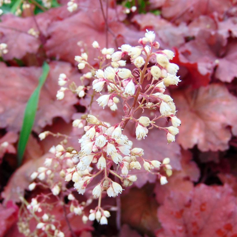 Heuchère - Heuchera Rio® (Floraison)