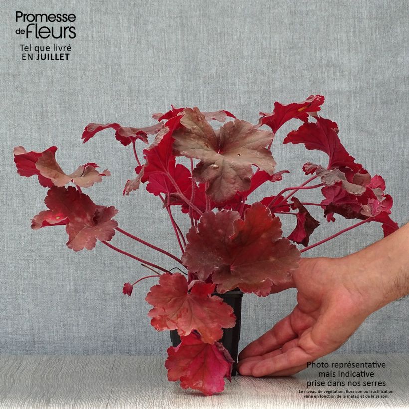 Spécimen de Heuchère - Heuchera Rio® Godet de 7/8 cm tel que livré en été