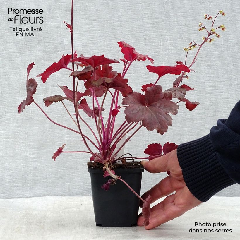 Spécimen de Heuchère - Heuchera Root Beer Godet de 9cm tel que livré au printemps