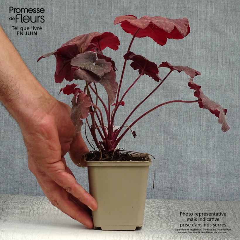 Spécimen de Heuchère - Heuchera Root Beer Godet de 8/9 cm tel que livré en été