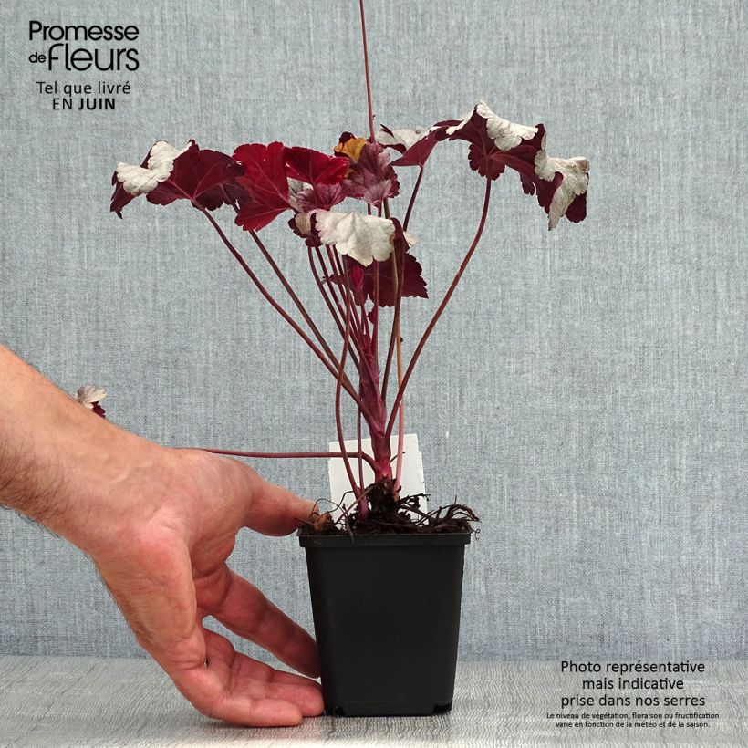Spécimen de Heuchère - Heuchera Silver Gumdrop Godet de 8/9 cm tel que livré en été