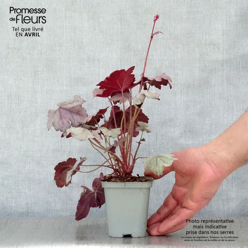 Spécimen de Heuchère - Heuchera Silver Gumdrop Godet de 9cm tel que livré au printemps