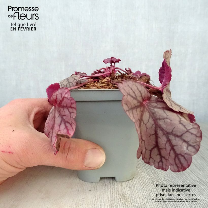 Spécimen de Heuchère - Heuchera Silver Scrolls tel que livré en hiver