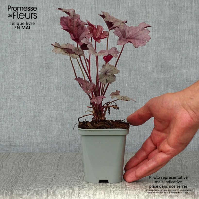 Spécimen de Heuchère - Heuchera Silver Scrolls Godet de 9cm tel que livré au printemps