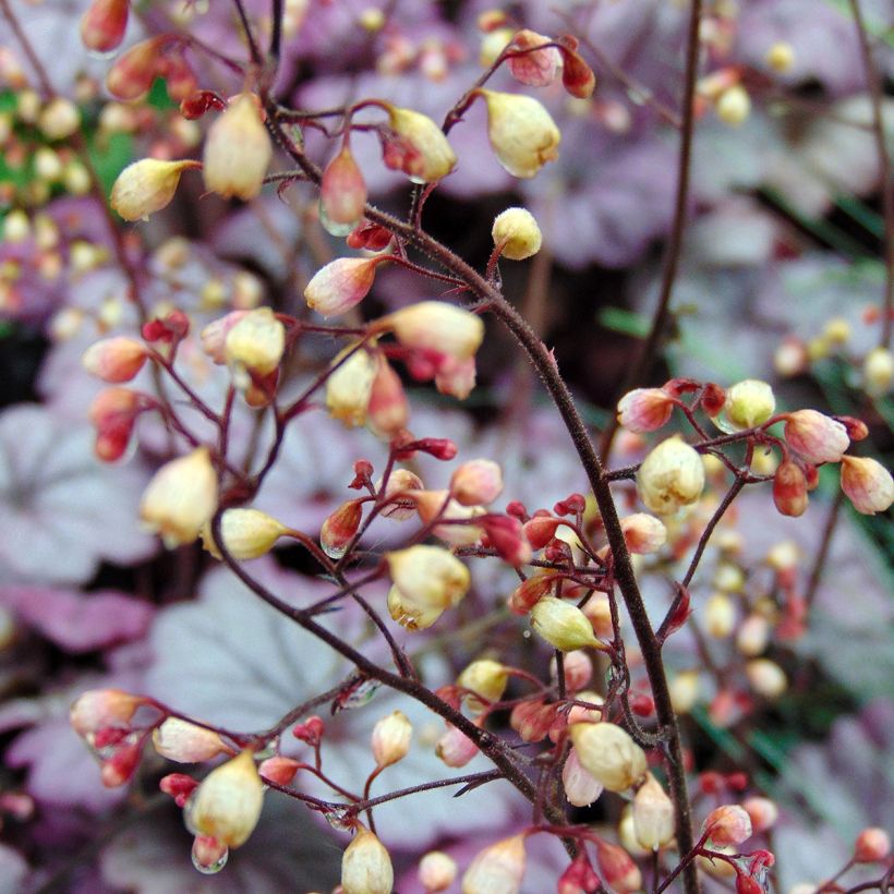 Heuchère - Heuchera Sugar Plum (Floraison)