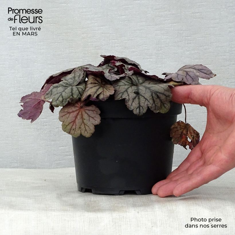 Spécimen de Heuchère - Heuchera Sugar Plum en pot de 2L/3L tel que livré au printemps