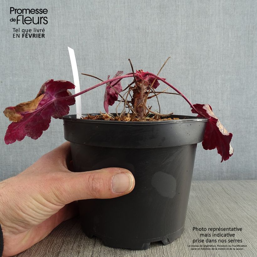 Spécimen de Heuchère - Heuchera Sugar Plum tel que livré en hiver