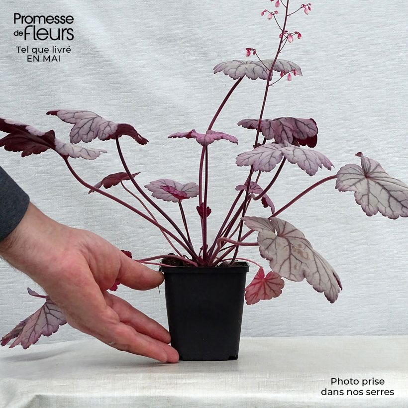 Spécimen de Heuchère - Heuchera Sugar Plum en godet de 9 cm tel que livré au printemps