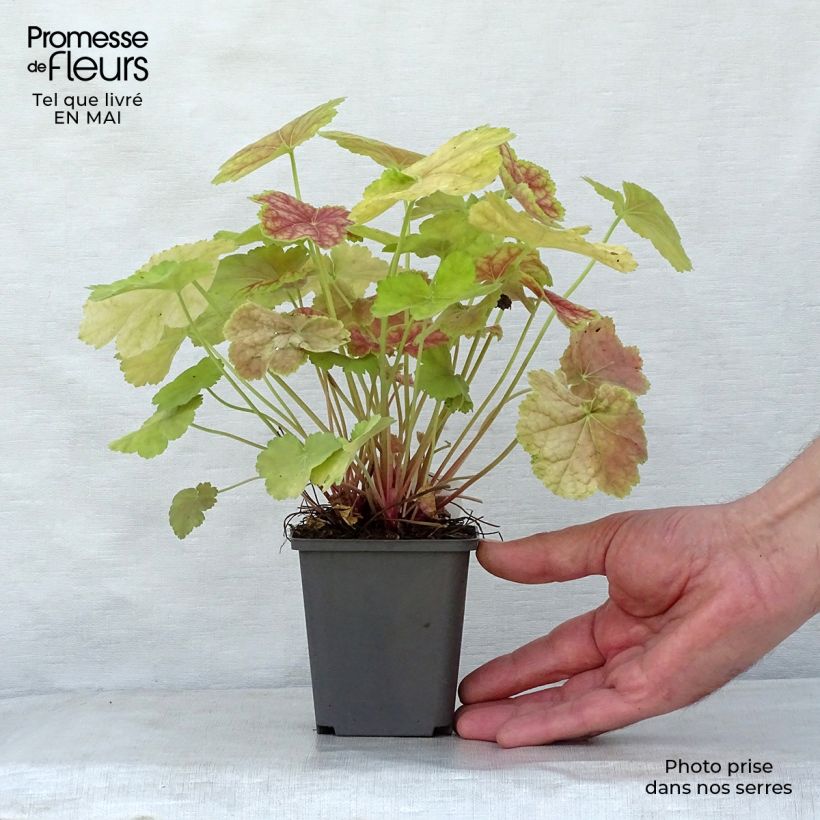 Spécimen de Heuchère - Heuchera Tiramisu Godet de 9cm tel que livré au printemps