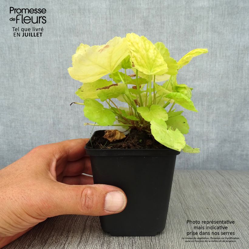 Spécimen de Heuchère - Heuchera Tiramisu Godet de 8/9 cm tel que livré en été