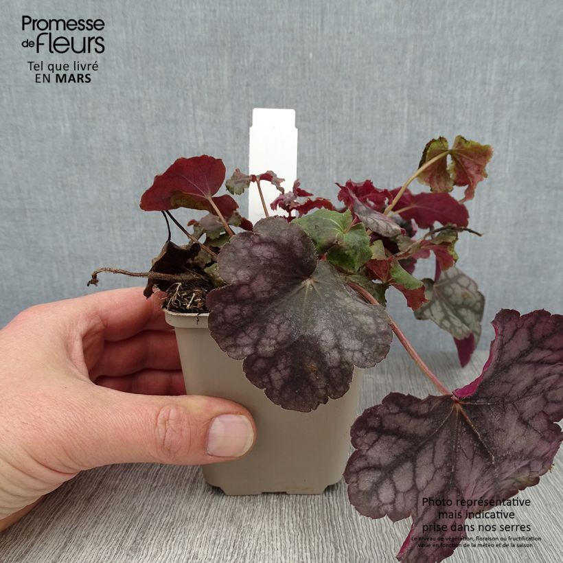 Spécimen de Heuchère - Heuchera Velvet Night Godet de 8/9 cm tel que livré en hiver