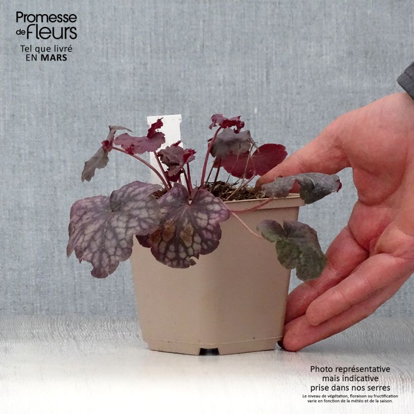 Spécimen de Heuchère - Heuchera Velvet Night Godet de 9cm tel que livré au printemps