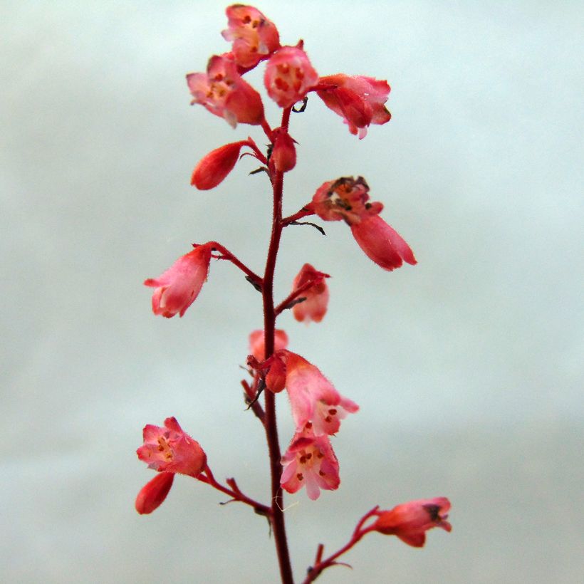 Heuchère - Heuchera Vienna (Floraison)