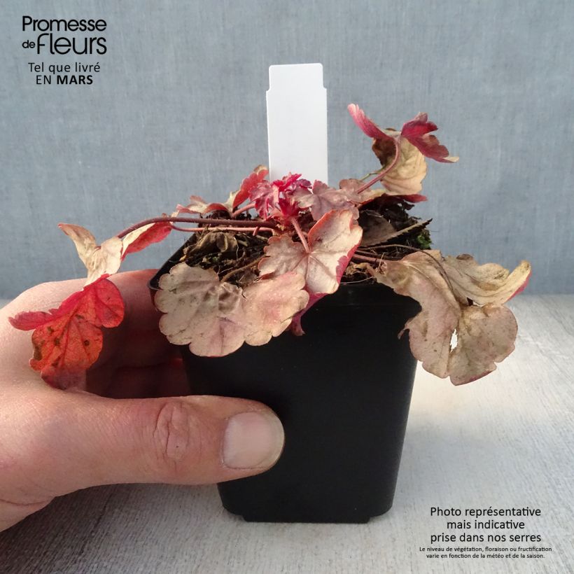 Spécimen de Heuchère - Heuchera Vienna Godet de 9cm tel que livré au printemps