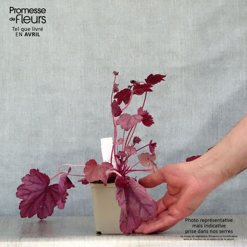 Spécimen de Heuchère - Heuchera Wild Rose Godet de 8/9 cm tel que livré au printemps