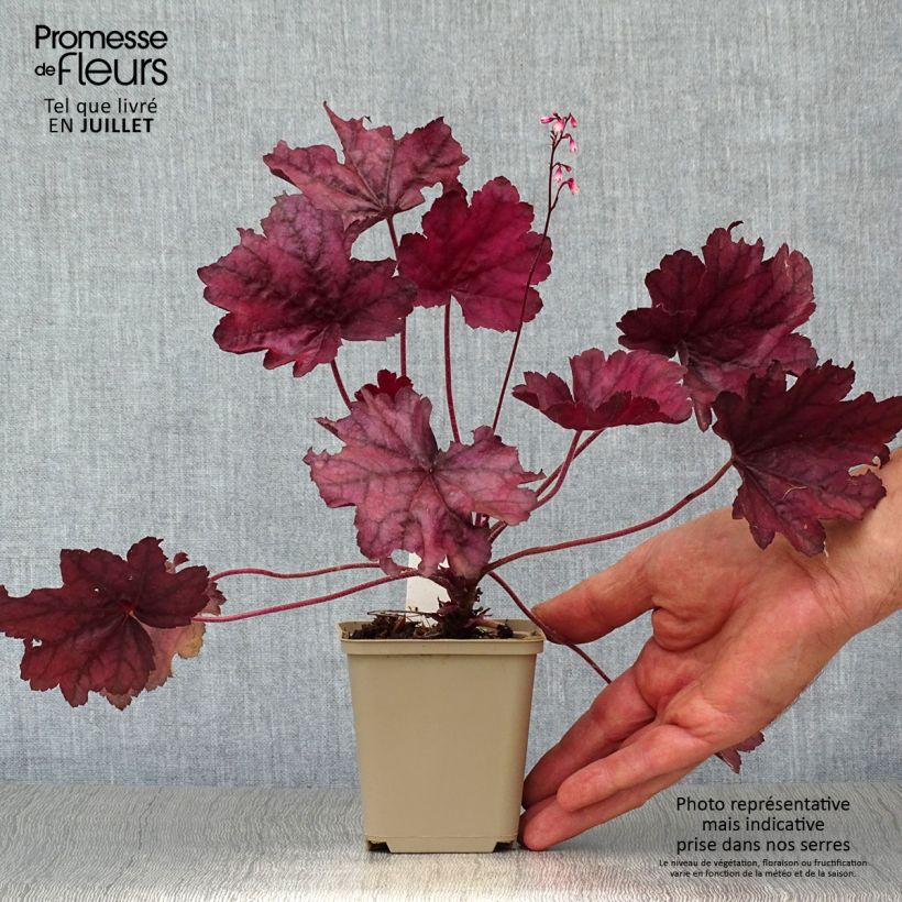 Spécimen de Heuchère - Heuchera Wild Rose Godet de 8/9 cm tel que livré en été