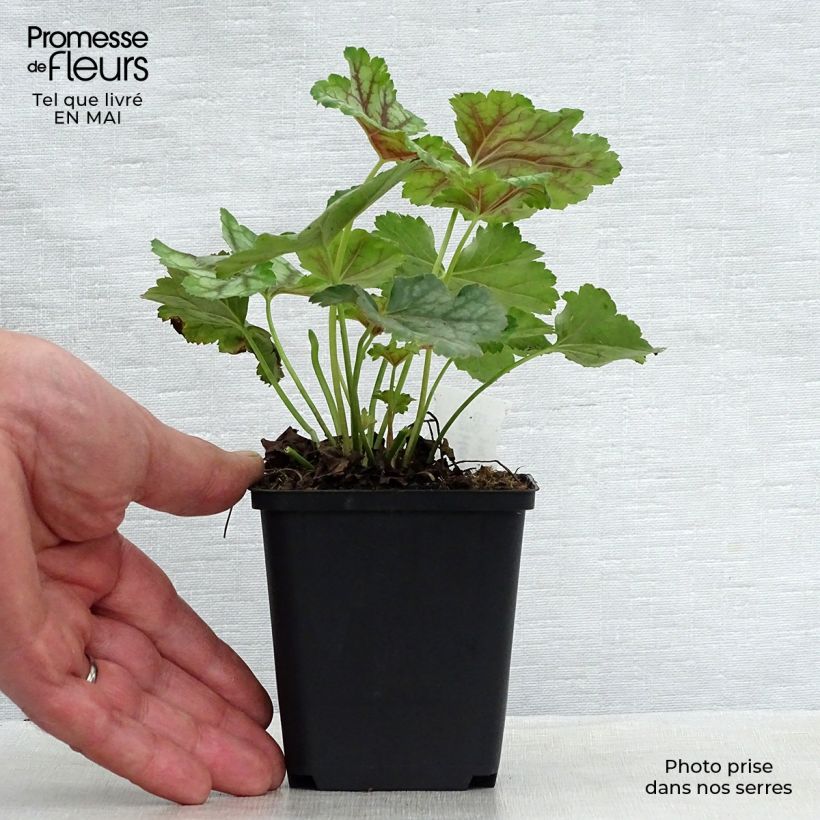 Spécimen de Heuchère - Heuchera americana Birkin Godet de 9cm tel que livré au printemps