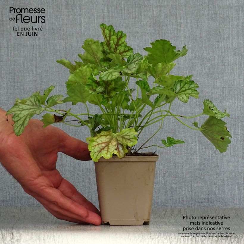 Spécimen de Heuchère - Heuchera americana Birkin Godet de 8/9 cm tel que livré en été
