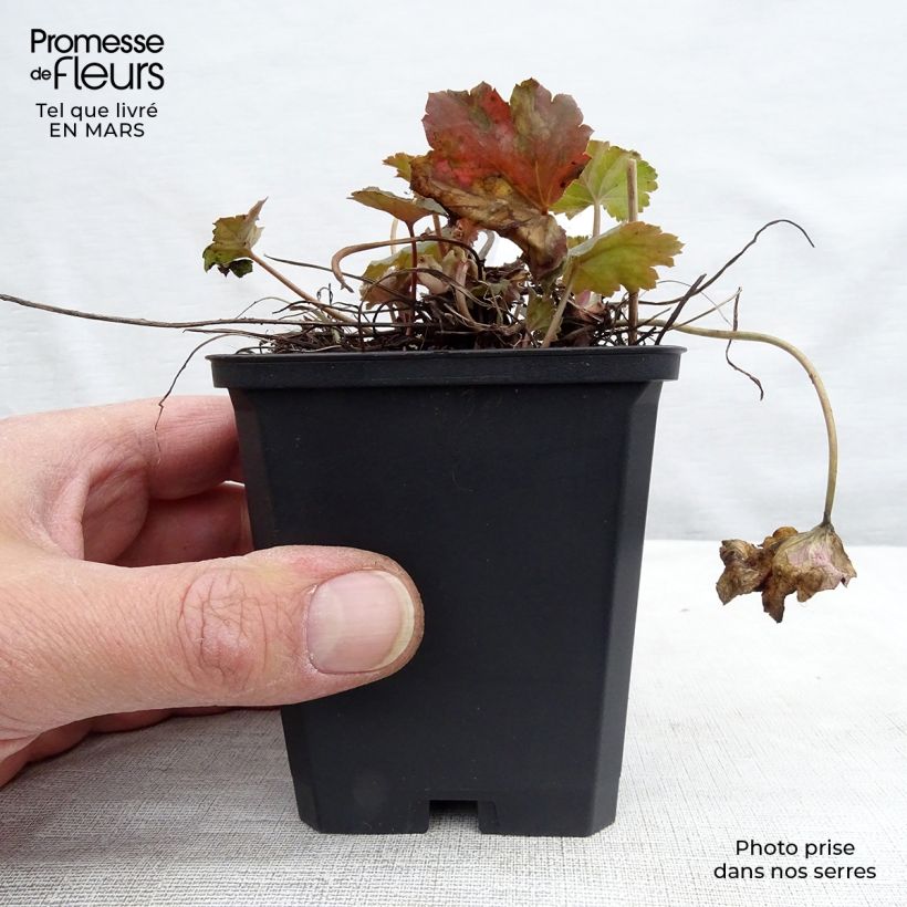 Spécimen de Heuchère - Heuchera americana Dales Strain Godet de 8/9cm tel que livré au printemps