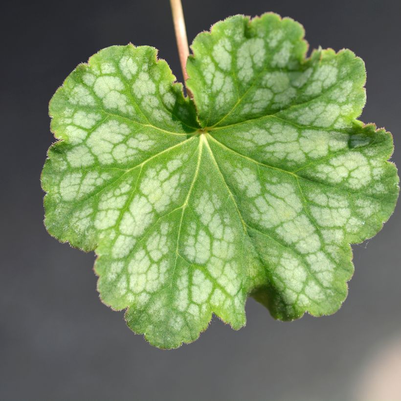 Heuchère - Heuchera americana Dales Strain (Feuillage)