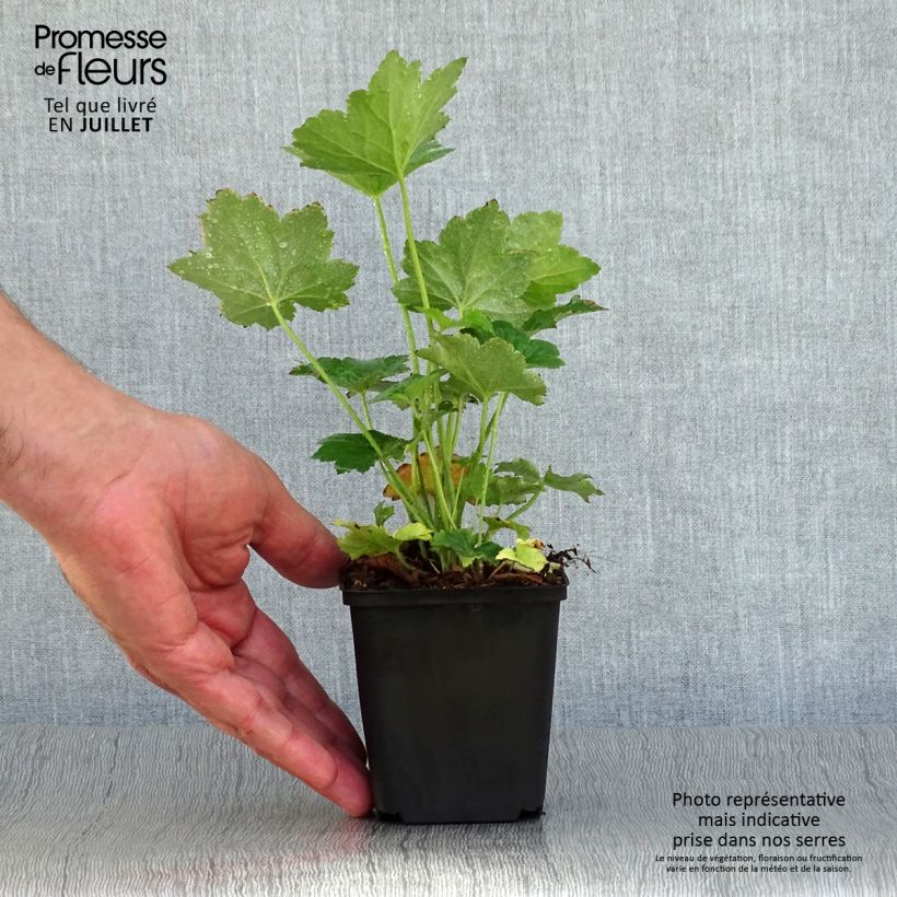Spécimen de Heuchère - Heuchera villosa Chantilly Godet de 8/9 cm tel que livré en été