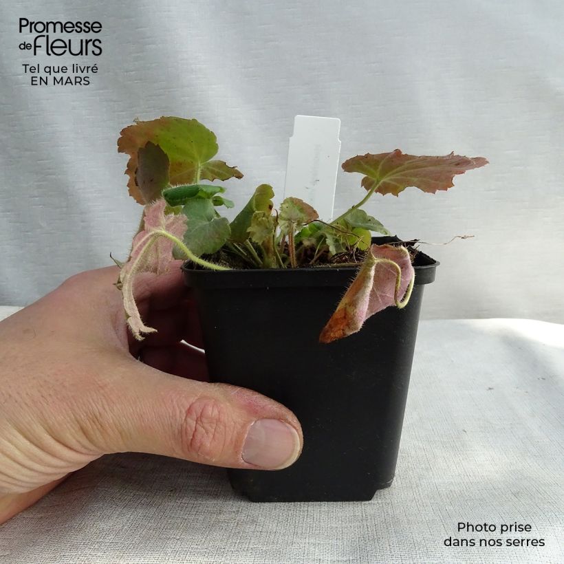 Spécimen de Heuchère - Heuchera villosa var macrorrhiza Godet de 9cm tel que livré au printemps