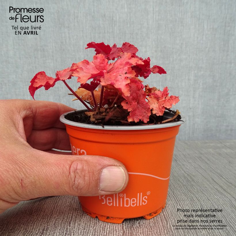 Spécimen de Heuchère Indian Summer Cranberry Godet de 8/9 cm tel que livré au printemps