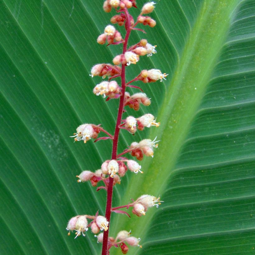 Heuchère Mega Caramel (Floraison)