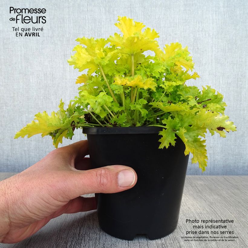 Spécimen de Heuchère Pear Crisp Pot de 1,5L/2L tel que livré au printemps