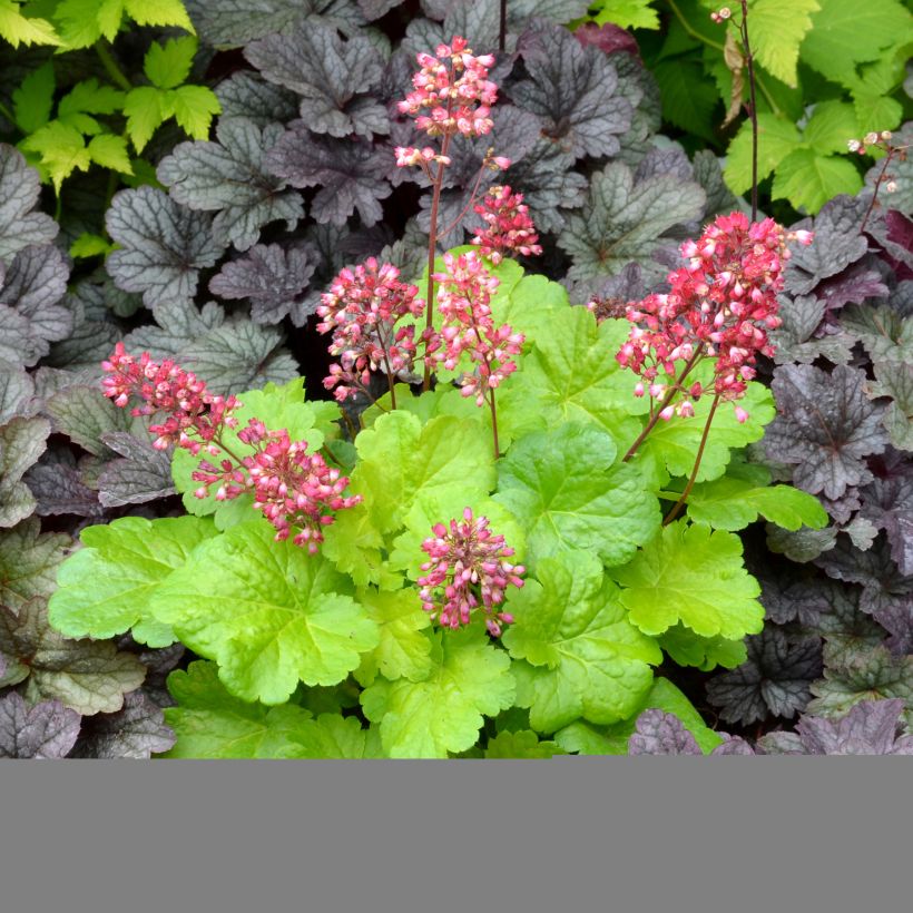 Heuchera Little Cuties Sweet Tart (Port)