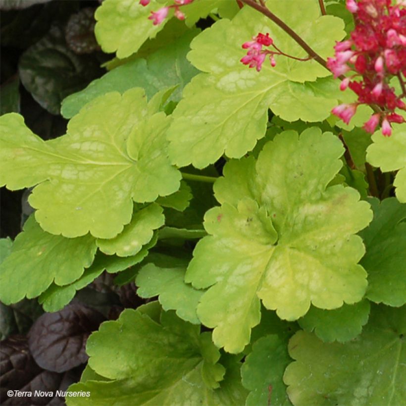 Heuchera Little Cuties Sweet Tart (Feuillage)