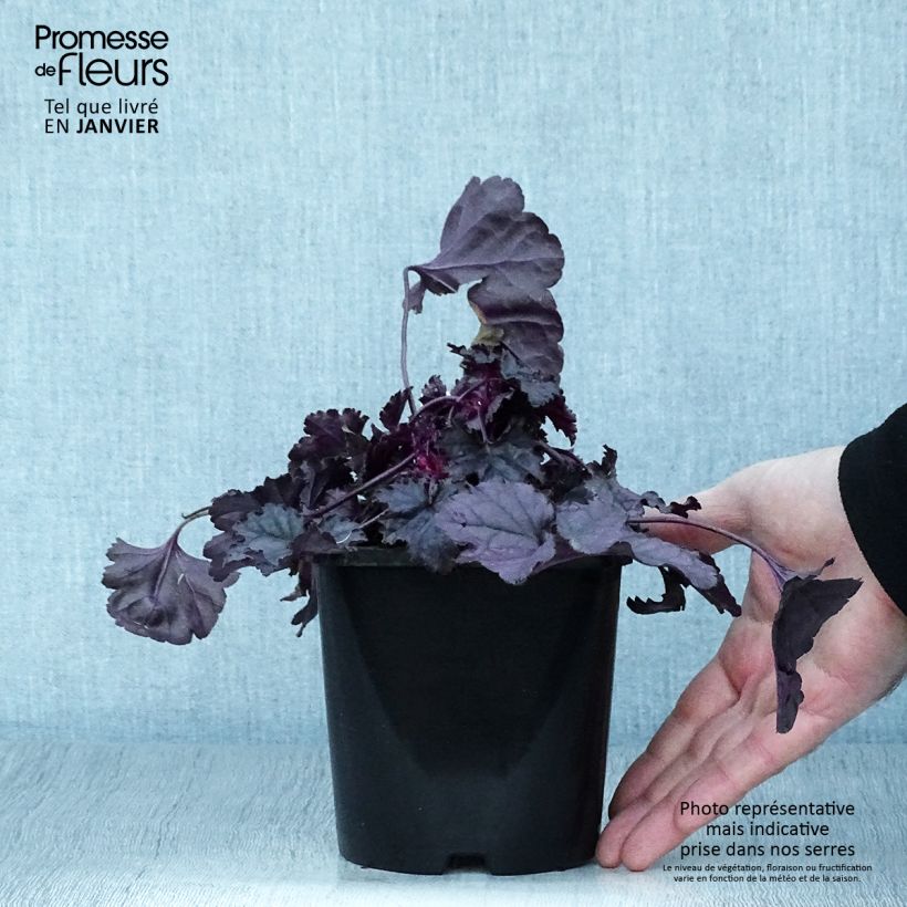 Spécimen de Heuchère Wildberry Pot de 1,5L/2L tel que livré en hiver