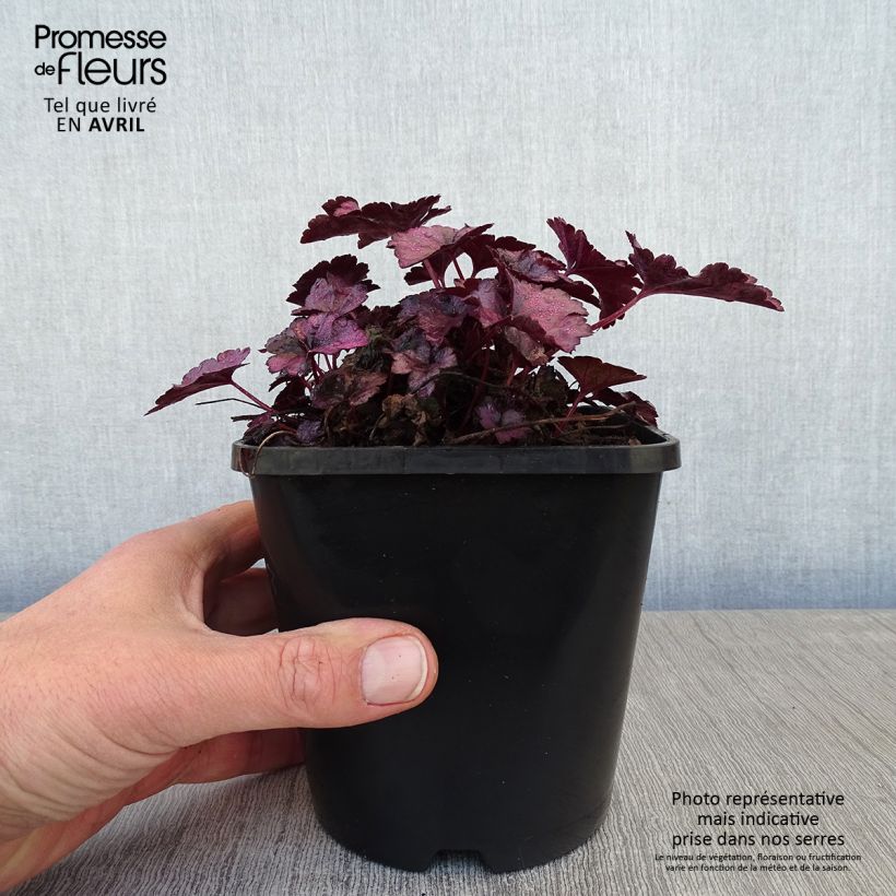 Spécimen de Heuchère Wildberry - pot de 1.5L/2L tel que livré au printemps