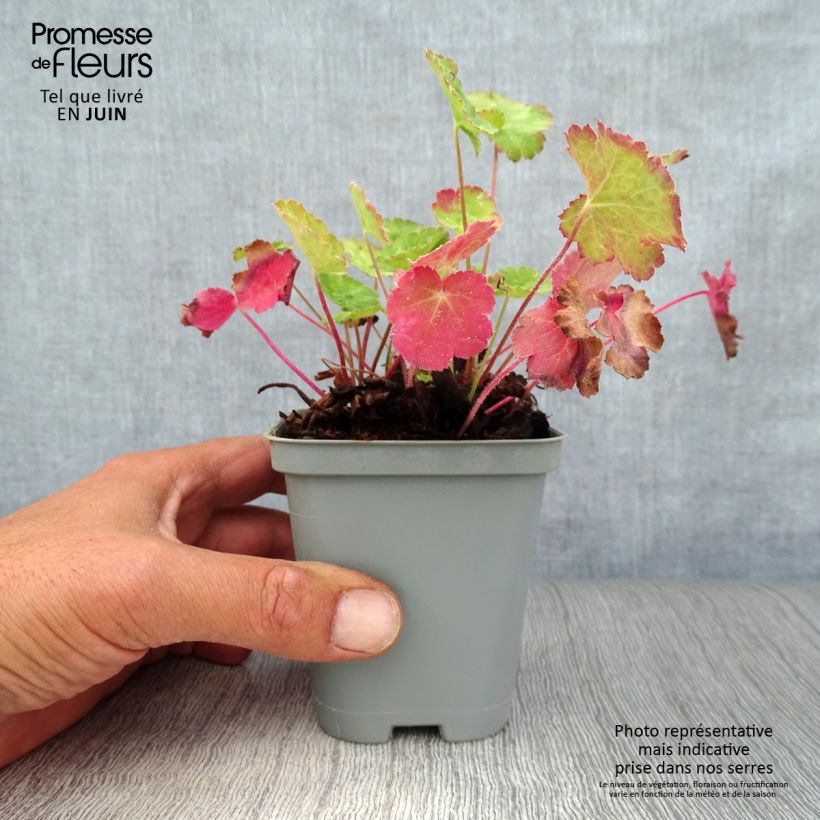 Spécimen de Heuchère rouge sang - Heuchera sanguinea Leuchtkäfer Godet de 8/9 cm tel que livré en été