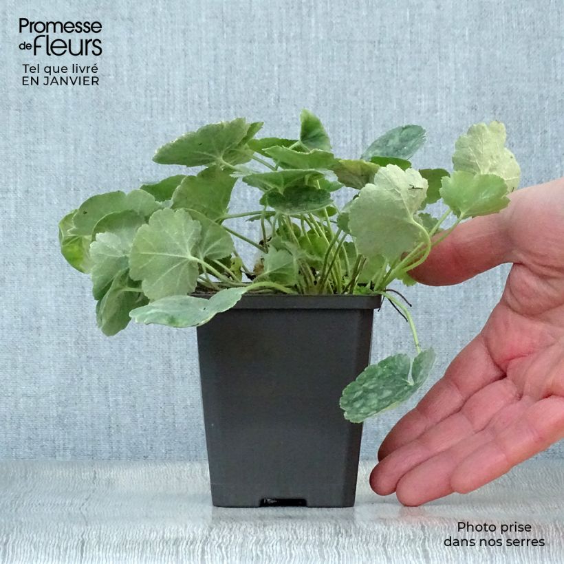 Spécimen de Heuchère rouge sang - Heuchera sanguinea Leuchtkäfer tel que livré en hiver