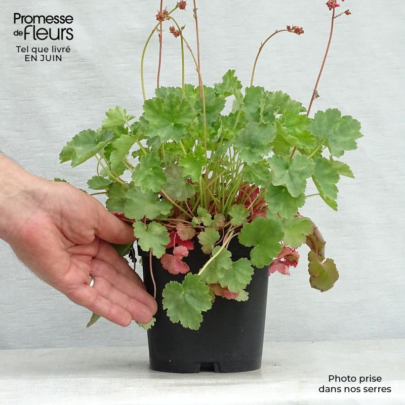 Spécimen de Heuchère rouge sang - Heuchera sanguinea Leuchtkäfer Pot de 2L/3L tel que livré en été